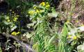Калужница - цветочек около лужи